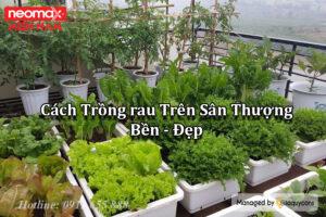 cách trồng rau trên sân thượng