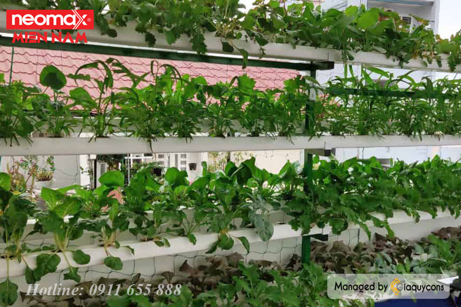 Thiết kế vườn rau thủy canh sân thượng hiện đại